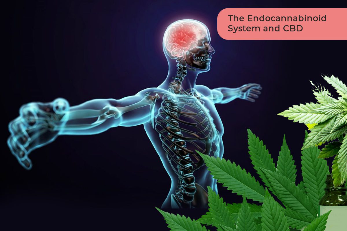 Endocannabinoid System and CBD