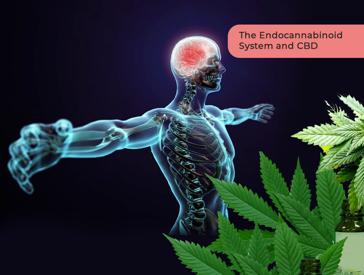 Endocannabinoid System and CBD